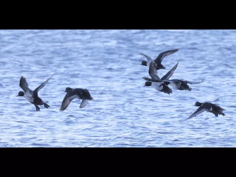 Ring-necked ducks on the Sudbury Reservoir in Southborough, photographed by Steve Forman.