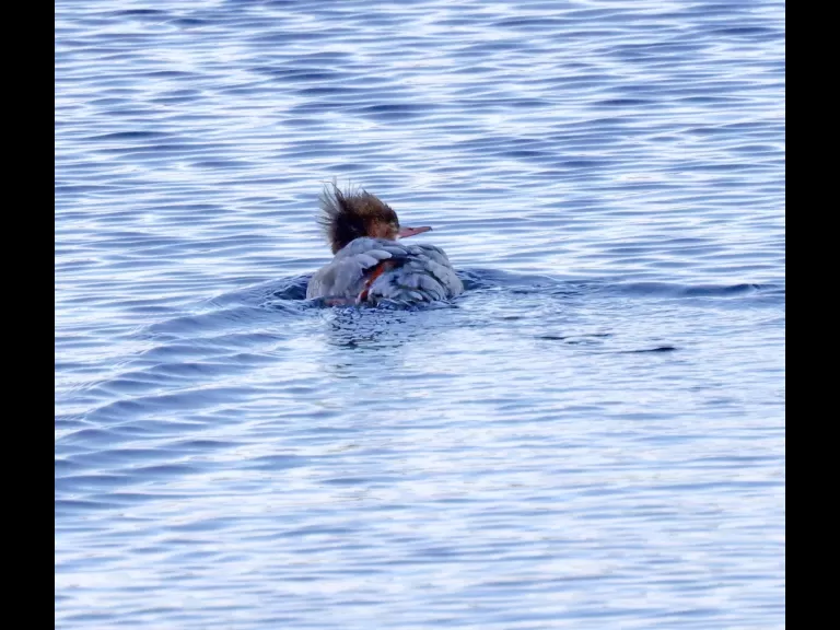 Ring-necked ducks on the Sudbury Reservoir in Southborough, photographed by Steve Forman.