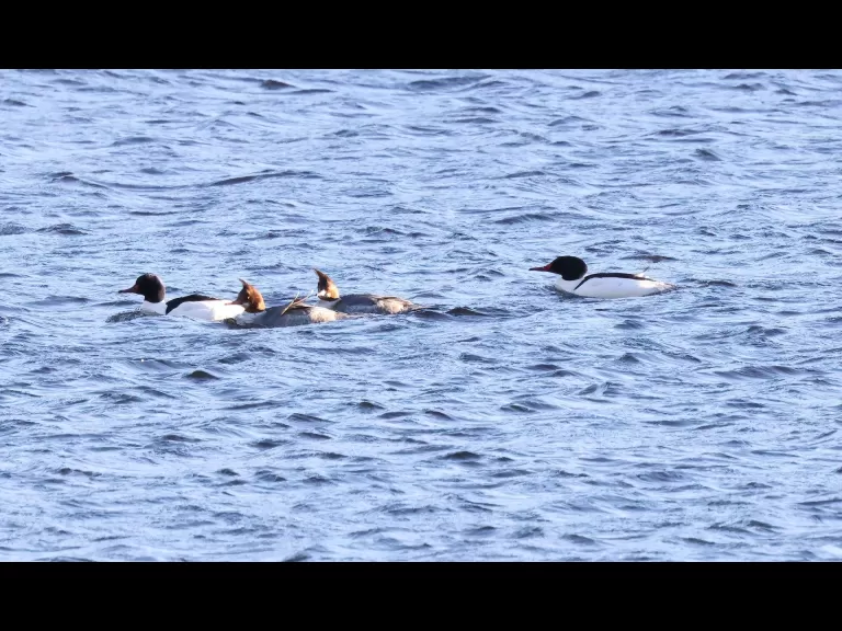 Ring-necked ducks on the Sudbury Reservoir in Southborough, photographed by Steve Forman.
