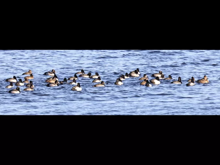 Ring-necked ducks on the Sudbury Reservoir in Southborough, photographed by Steve Forman.