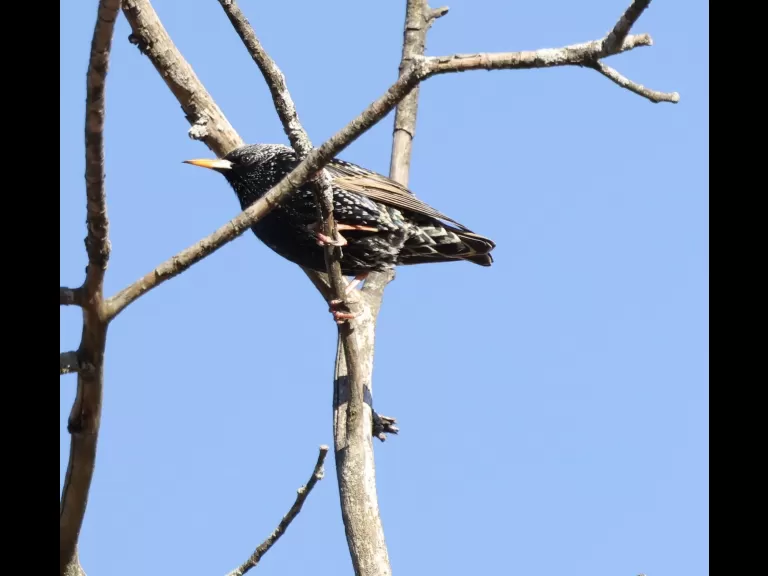 A house sparrow at Breakneck Hill Conservation Land in Southborough, photographed by Steve Forman.