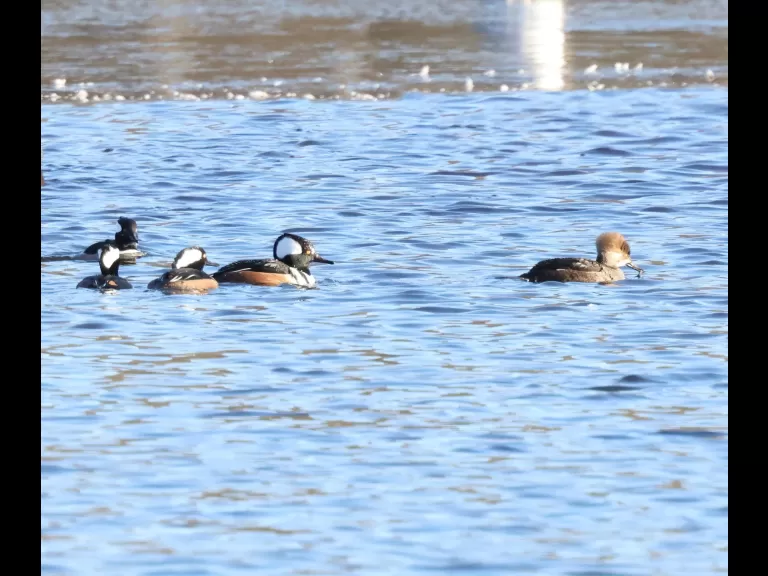 Canada geese at Hager Pond in Marlborough, photographed by Steve Forman.