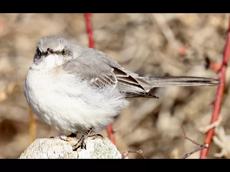 A house sparrow at Breakneck Hill Conservation Land in Southborough, photographed by Steve Forman.
