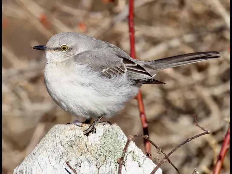 A house sparrow at Breakneck Hill Conservation Land in Southborough, photographed by Steve Forman.