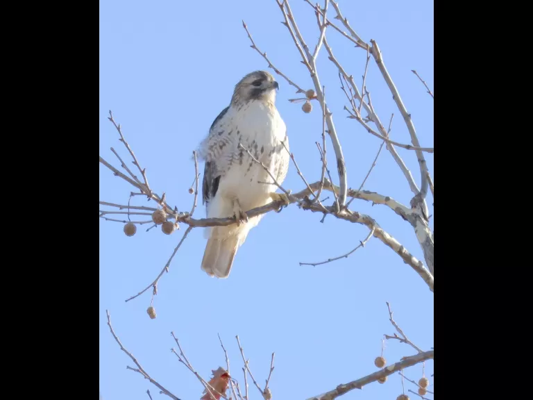 A red-tailed hawk in Framingham, photographed by Steve Forman.
