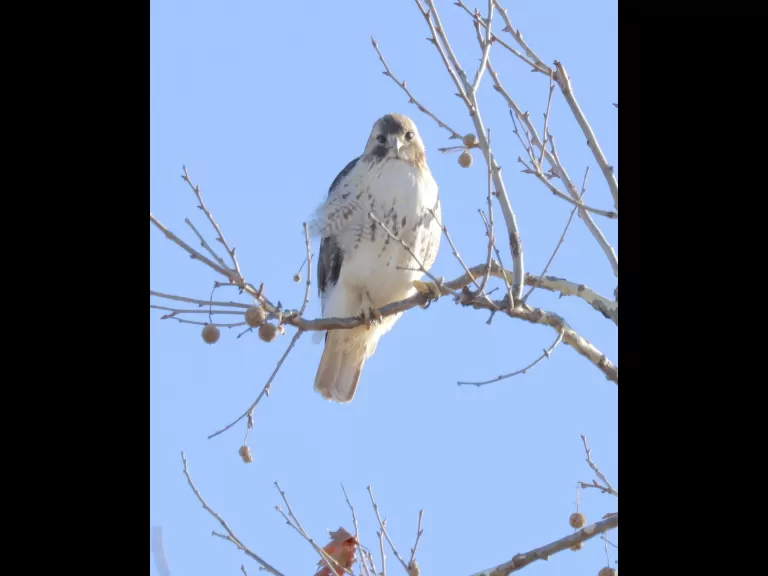 A red-tailed hawk in Framingham, photographed by Steve Forman.