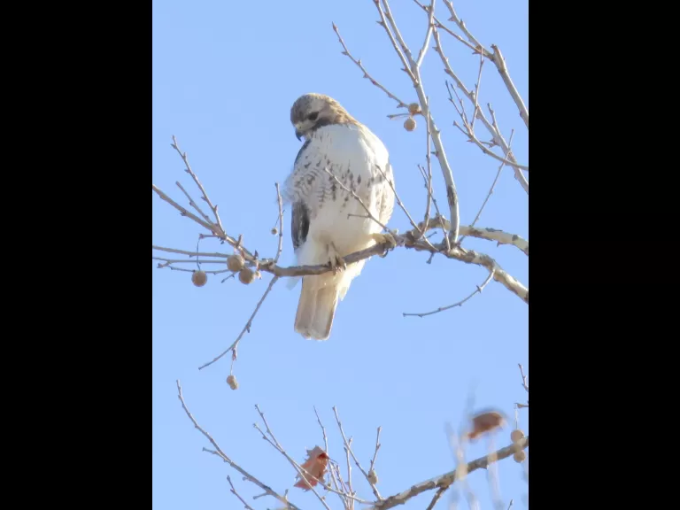 A red-tailed hawk in Framingham, photographed by Steve Forman.