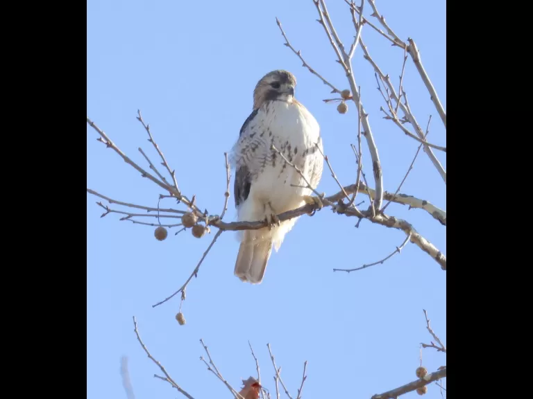 A red-tailed hawk in Framingham, photographed by Steve Forman.
