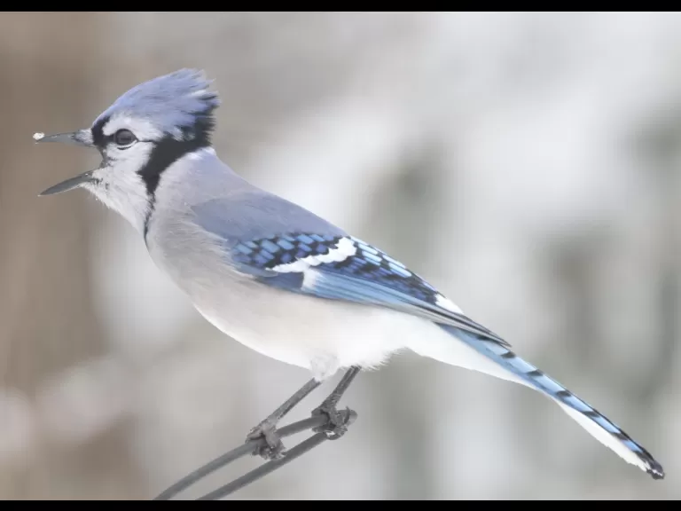 A black-capped chickadee in Framingham, photographed by Steve Forman.