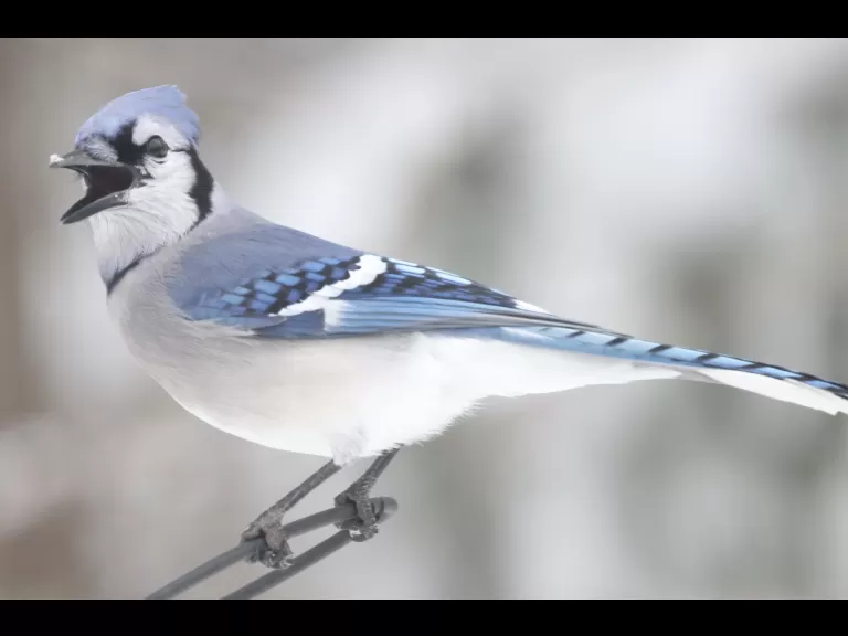 A black-capped chickadee in Framingham, photographed by Steve Forman.