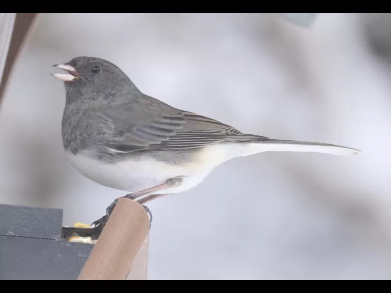 A black-capped chickadee in Framingham, photographed by Steve Forman.