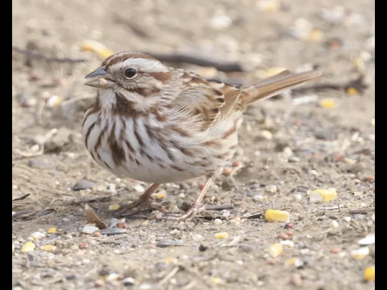 A black-capped chickadee in Framingham, photographed by Steve Forman.