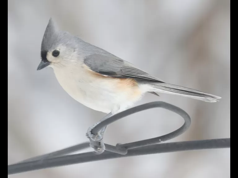 A black-capped chickadee in Framingham, photographed by Steve Forman.