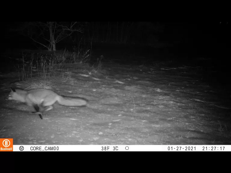 A red fox in Sudbury, photographed by Tom McGowan.
