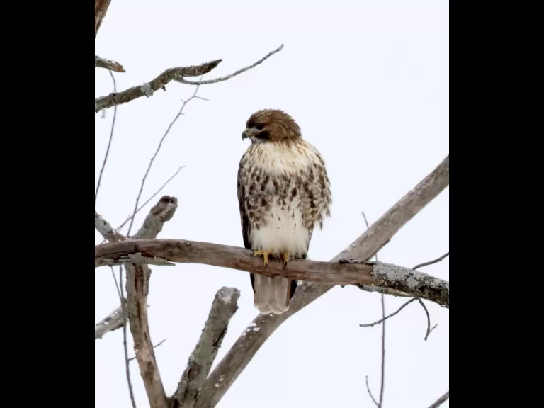 A red-tailed hawk at Breakneck Hill Conservation Land in Southborough, photographed by Steve Forman.