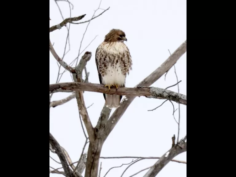 A red-tailed hawk at Breakneck Hill Conservation Land in Southborough, photographed by Steve Forman.