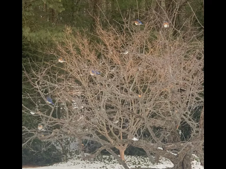 Eastern bluebirds in Sudbury, photographed by Miner Crary.