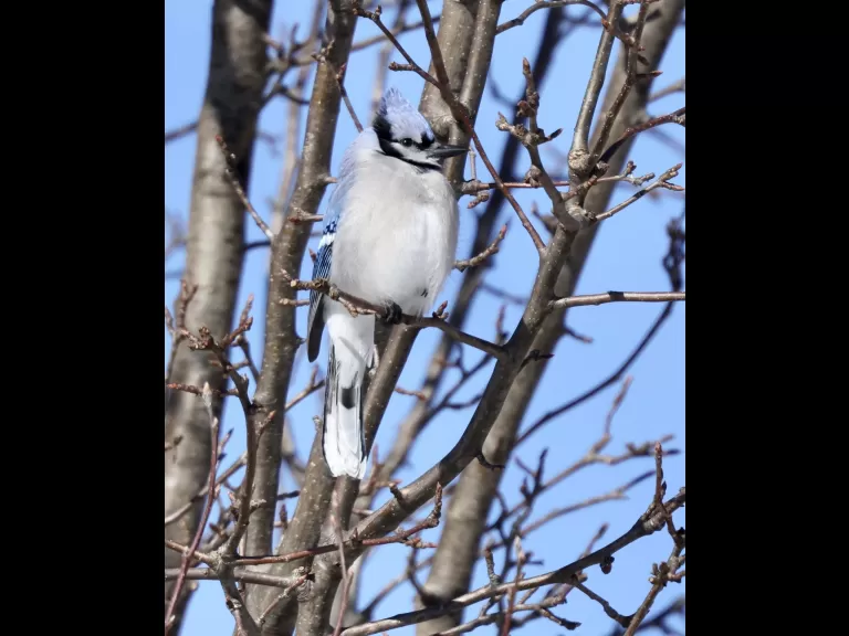 A red-tailed hawk at Breakneck Hill Conservation Land in Southborough, photographed by Steve Forman.