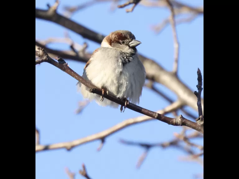 A red-tailed hawk at Breakneck Hill Conservation Land in Southborough, photographed by Steve Forman.