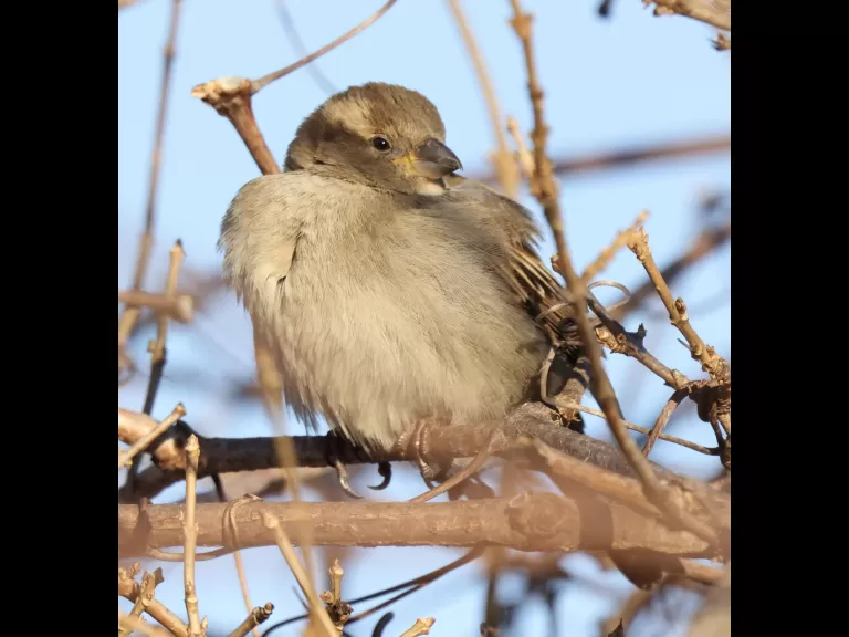 A red-tailed hawk at Breakneck Hill Conservation Land in Southborough, photographed by Steve Forman.