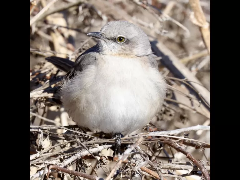 A red-tailed hawk at Breakneck Hill Conservation Land in Southborough, photographed by Steve Forman.