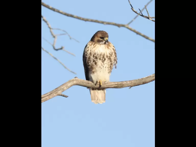 A red-tailed hawk at Breakneck Hill Conservation Land in Southborough, photographed by Steve Forman.