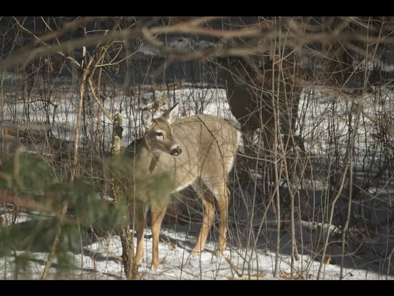 A white-tailed deer in Sudbury, photographed by Tree Raine.
