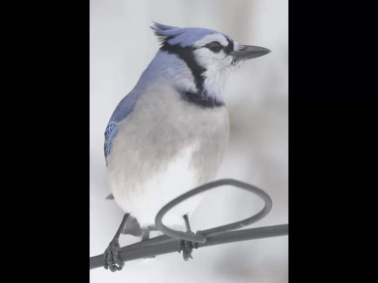 A blue jay in Framingham, photographed by Steve Forman.