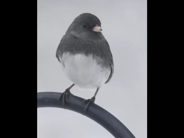A blue jay in Framingham, photographed by Steve Forman.