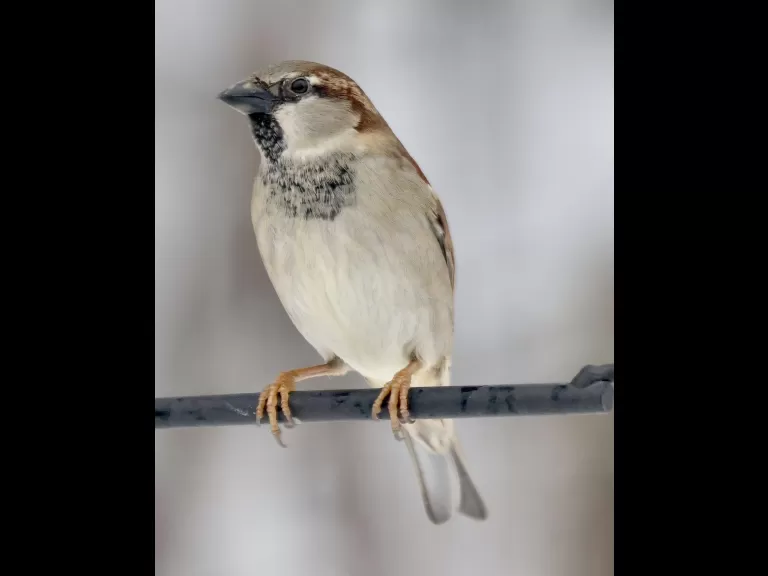 A blue jay in Framingham, photographed by Steve Forman.