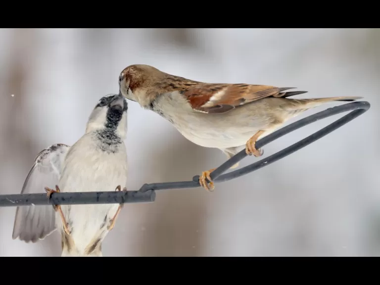 A blue jay in Framingham, photographed by Steve Forman.