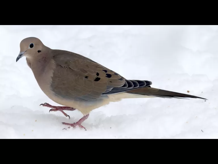 A blue jay in Framingham, photographed by Steve Forman.