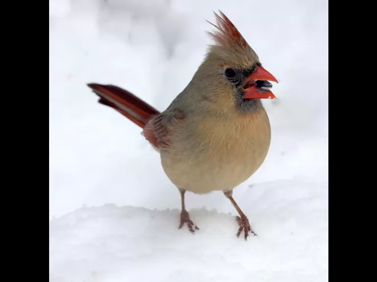 A northern cardinal in Framingham, photographed by Steve Forman.