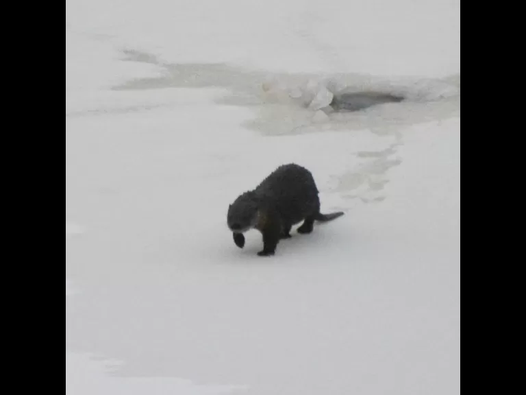 A river otter on Farrar Pond in Lincoln, photographed by Ron McAdow.