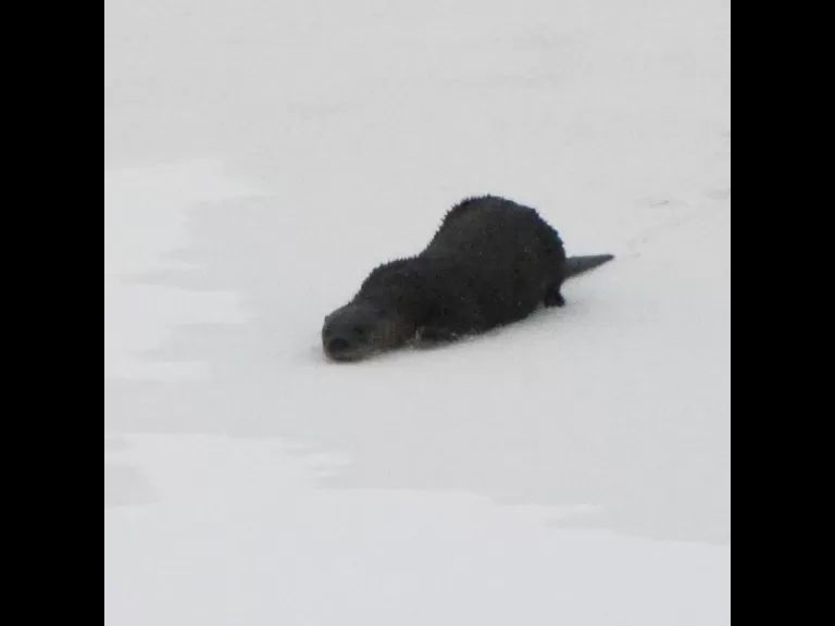 A river otter on Farrar Pond in Lincoln, photographed by Ron McAdow.