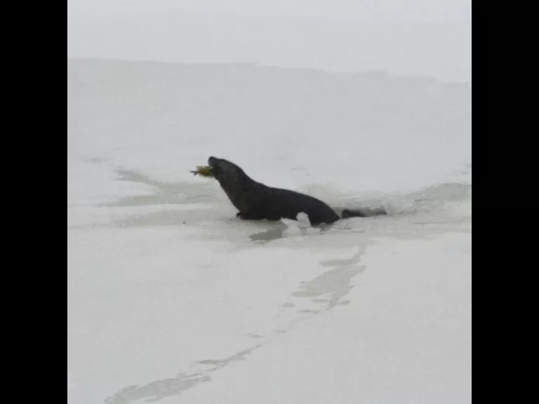 A river otter on Farrar Pond in Lincoln, photographed by Ron McAdow.