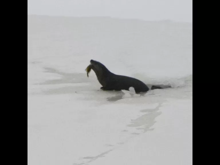 A river otter on Farrar Pond in Lincoln, photographed by Ron McAdow.