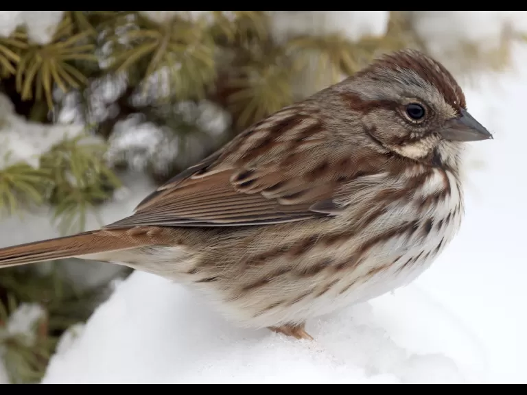 A northern cardinal in Framingham, photographed by Steve Forman.