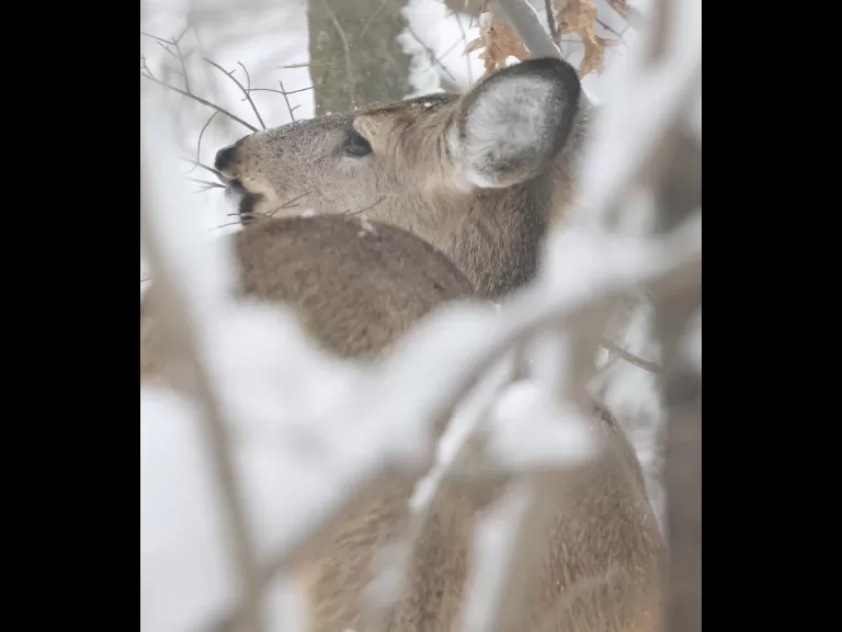 A northern cardinal in Framingham, photographed by Steve Forman.