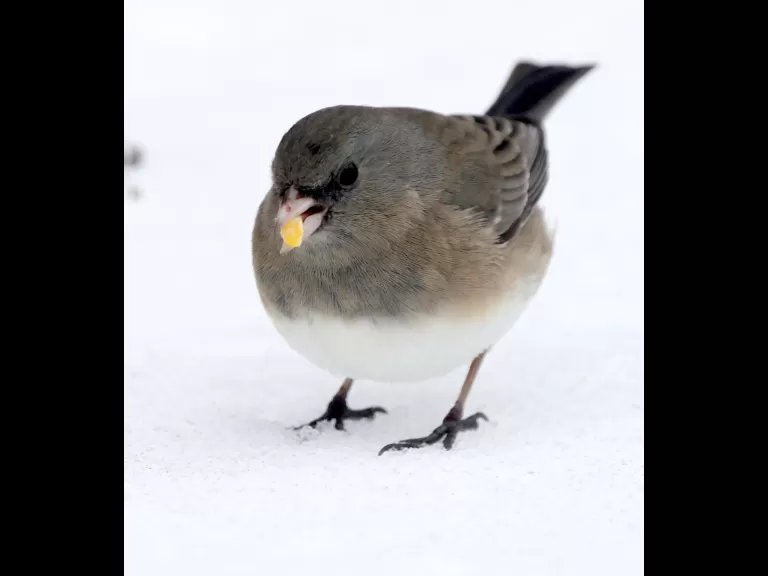 A blue jay in Framingham, photographed by Steve Forman.