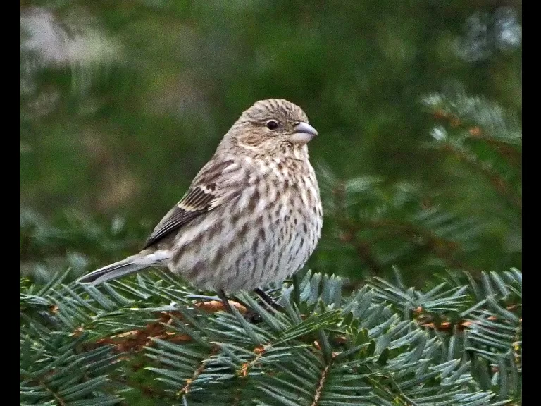 A Carolina wren in Framingham, photographed by Joan Chasan.