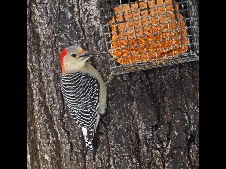 A Carolina wren in Framingham, photographed by Joan Chasan.