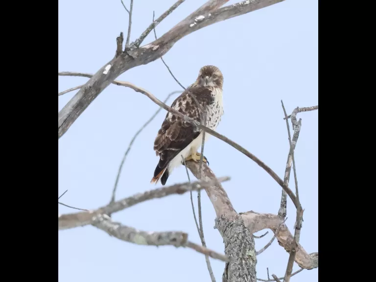 A red-tailed hawk at Breakneck Hill Conservation Land in Southborough, photographed by Steve Forman.