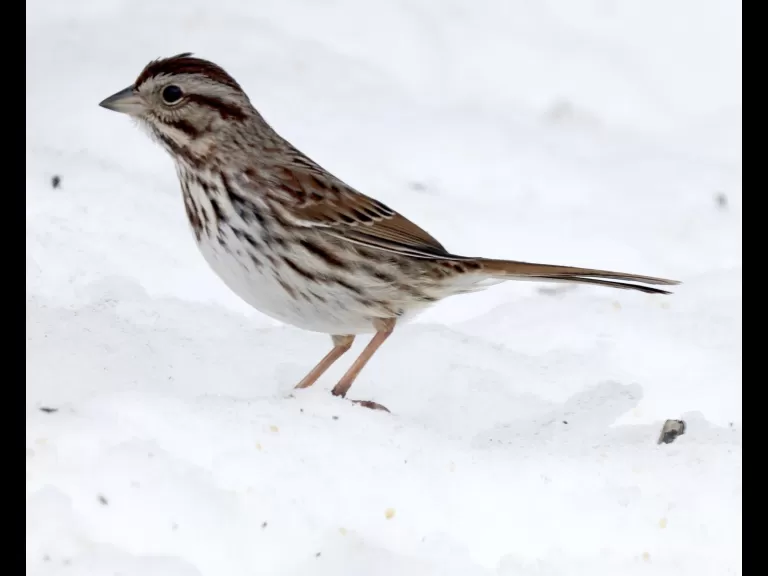 A blue jay in Framingham, photographed by Steve Forman.