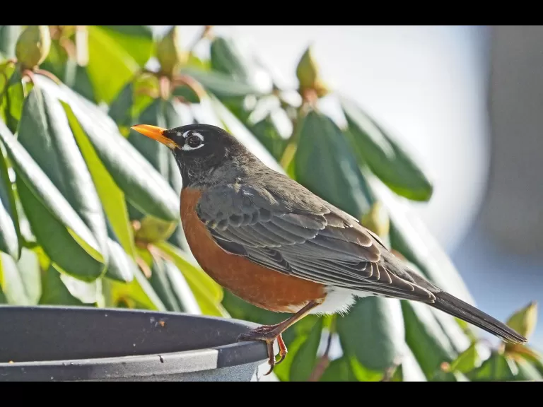 A Carolina wren in Framingham, photographed by Joan Chasan.