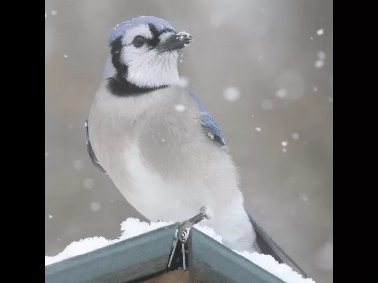 A blue jay in Framingham, photographed by Steve Forman.