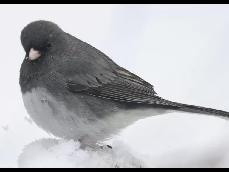 A blue jay in Framingham, photographed by Steve Forman.
