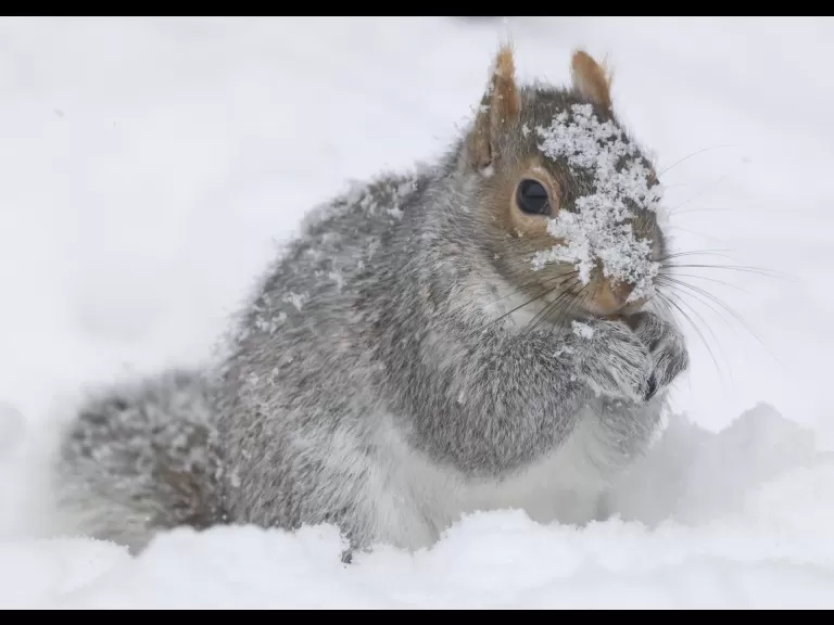 A blue jay in Framingham, photographed by Steve Forman.