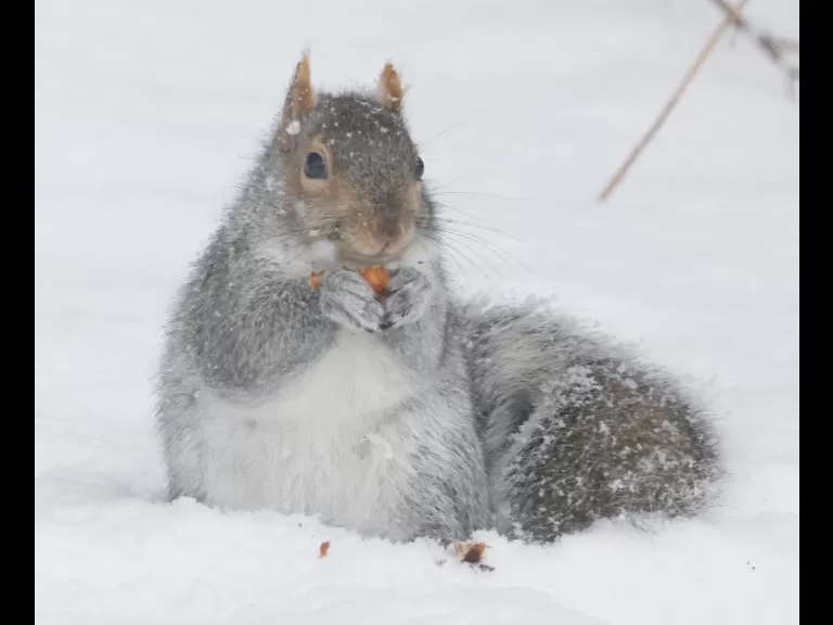 A blue jay in Framingham, photographed by Steve Forman.