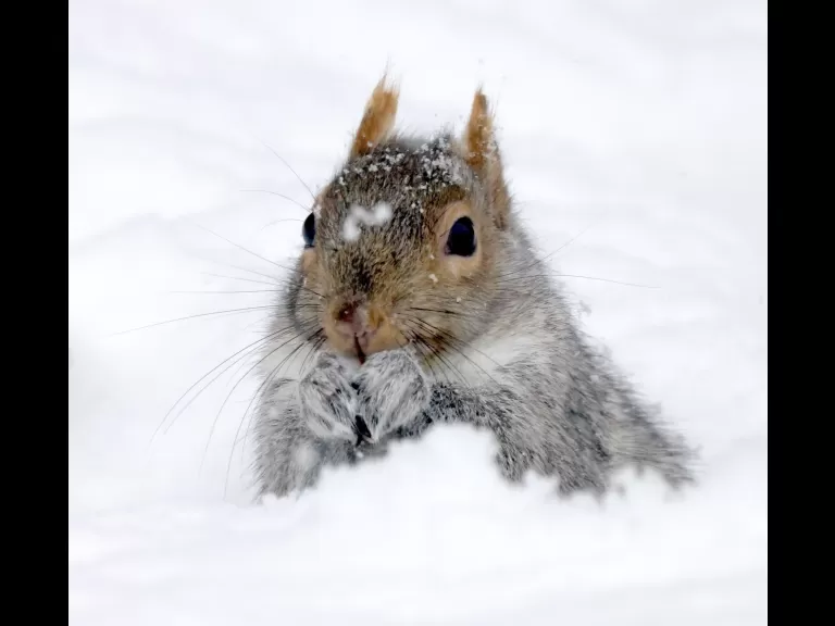A blue jay in Framingham, photographed by Steve Forman.